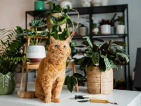 Orange cat sitting on a white table surrounded by green houseplants in a cozy indoor scene.