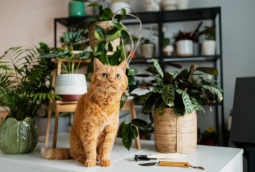 Orange cat sitting on a white table surrounded by green houseplants in a cozy indoor scene.