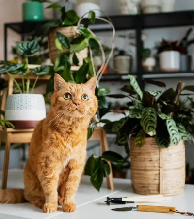 Orange cat sitting on a white table surrounded by green houseplants in a cozy indoor scene.