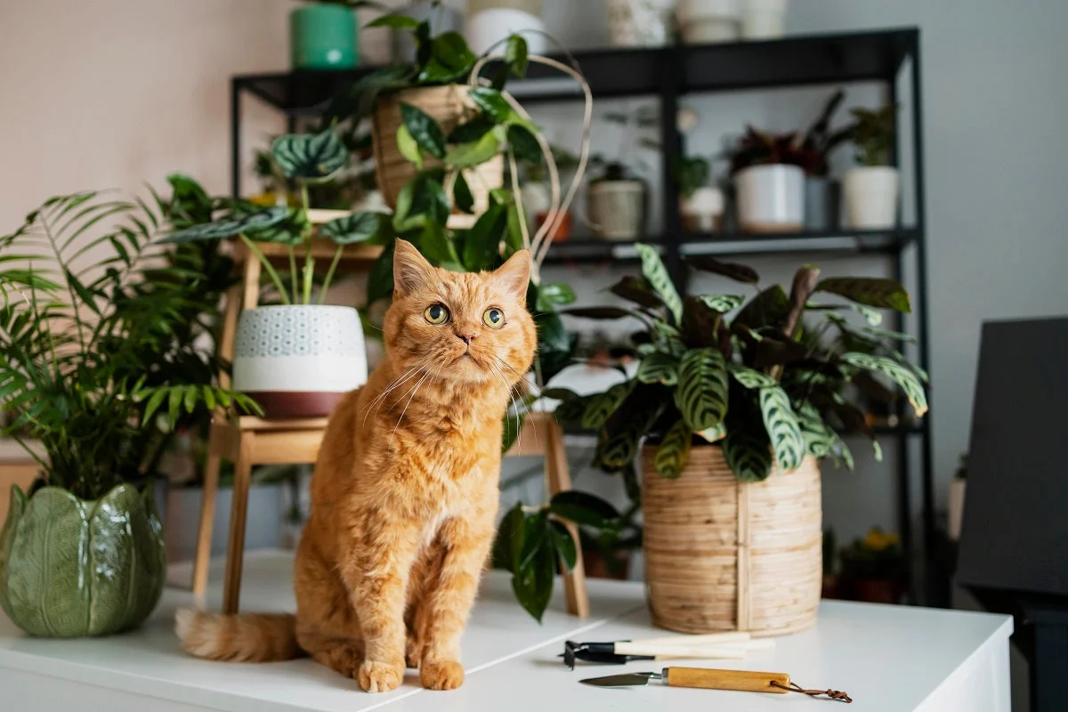 Orange cat sitting on a white table surrounded by green houseplants in a cozy indoor scene.